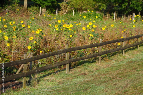 Sonnenblumen, Holzzaun, Weidenzaun, Deutschland, Europa photo