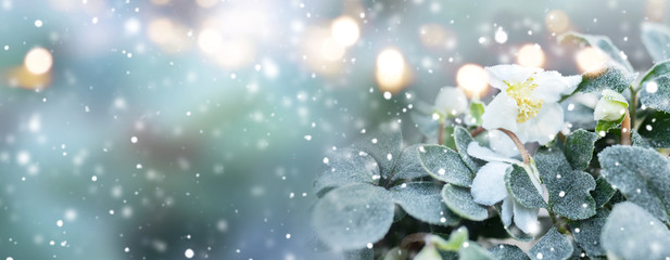 Natural winter scenery