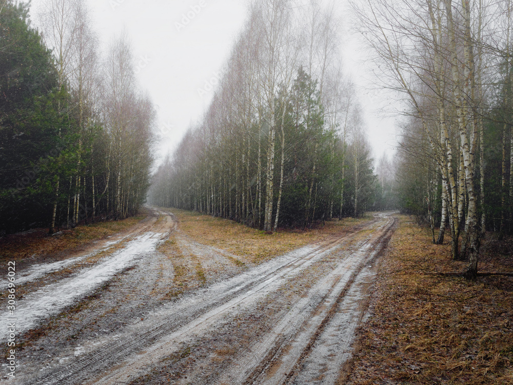 Obraz premium the first snow covered the ground in birch.