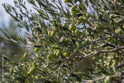 Olive plant, Dalmatia, Croatia