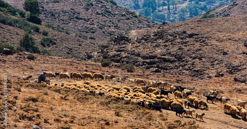 Fotografie Shepherd in the Lebanon mountains guarding a flock of sheep