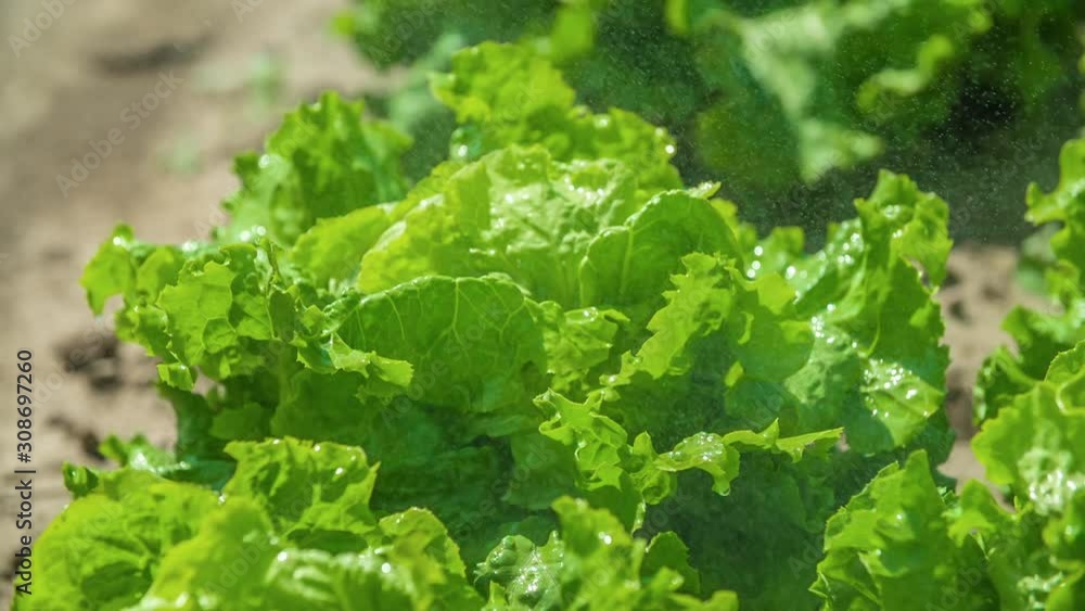 Lettuce being sprayed with water, fresh green organic lettuce, close up zoom telephoto Lettuce being sprayed with water, fresh green organic lettuce, close up zoom telephoto