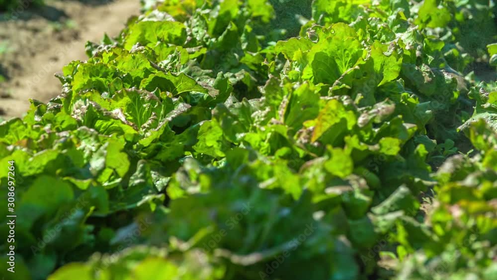 Lettuce being grown inside of a greenhouse, fresh green large bunches, slow motion pan Lettuce being grown inside of a greenhouse, fresh green large bunches, slow motion pan