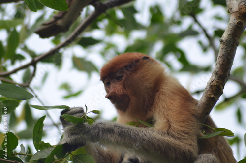 : a female proboscis monkey (Bekantan) is sitting on a tree branch while eating young leaves. In Borneo, Indonesia.