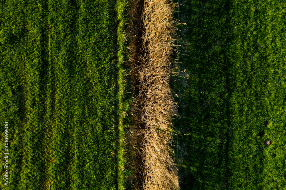 A line of trees dividing two patches of grass A line of trees dividing two patches of grass