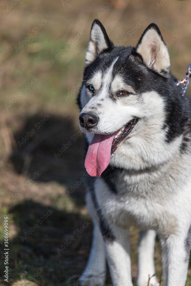 portrait of a husky with different eye color