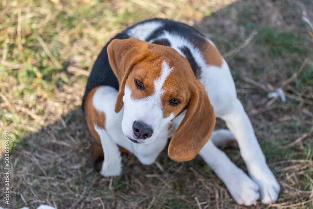 life of a sad beagle dog