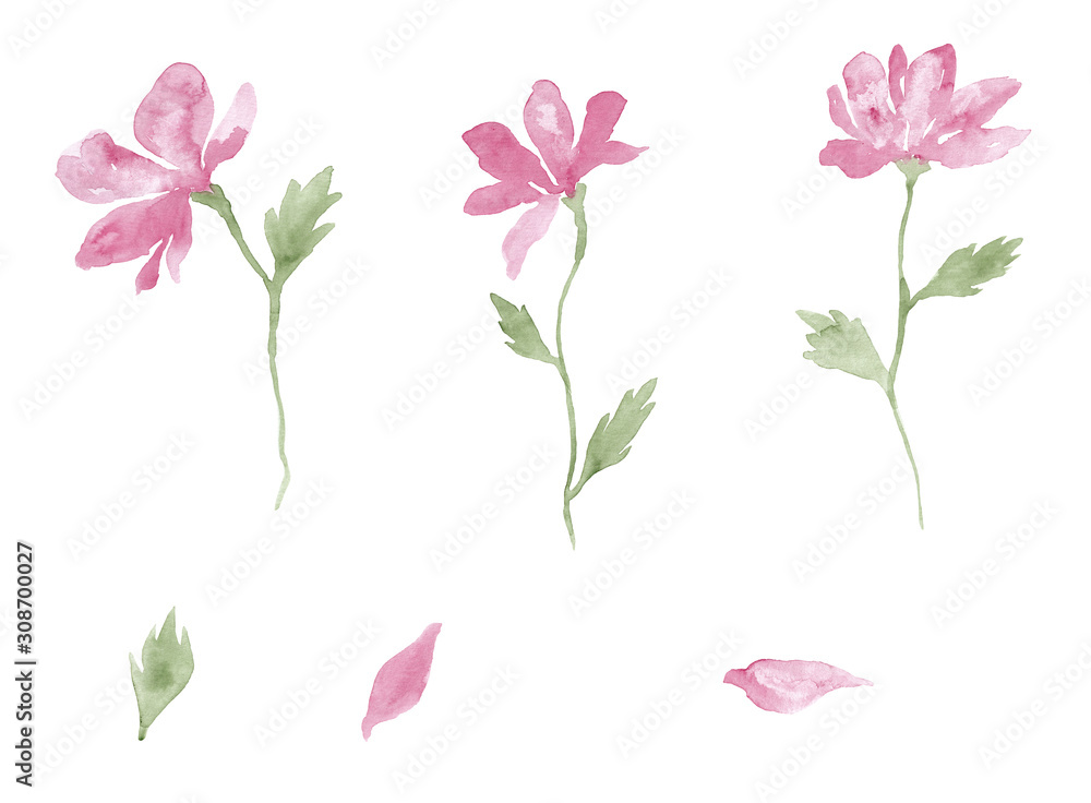 Pink flowers blossom set, watercolor painting - hand drawn plant isolated on white background