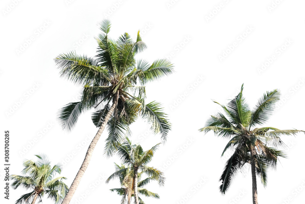 Fototapeta premium Group of coconut palm trees isolated with white background or wallpaper
