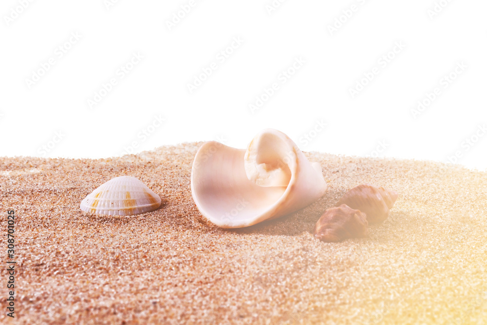 Different small sea shells on fine sand. Isolated on white background. Sunset time. Flare light.