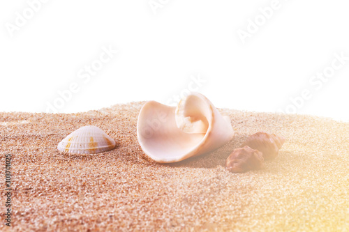 Different small sea shells on fine sand. Isolated on white background. Sunset time. Flare light.