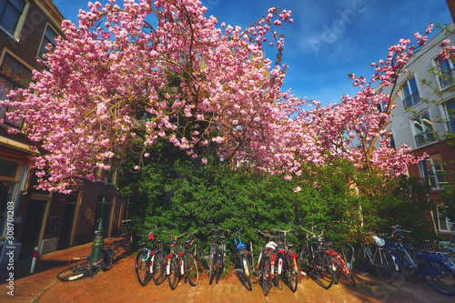 Bike parking under the blooming tree in Leiden photo