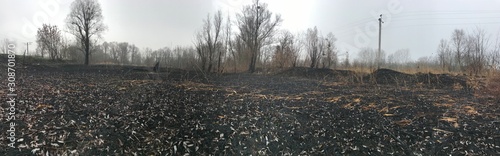 burned out forest in the fall. carbonized tree after a forest fire. mushroom in the forest