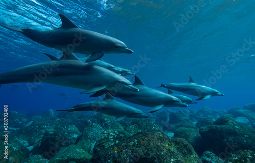 dolphins underwater photography