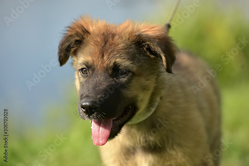 brown puppy pooch by the lake in summer