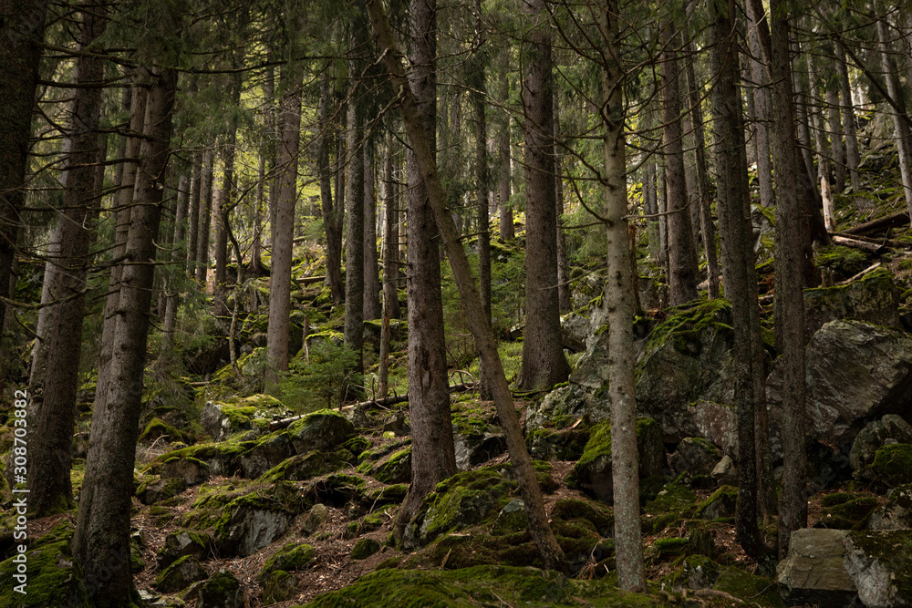 Wild wood in the mountains. Beautiful view inside of pine forest. Tree trunks, mossy rocks. Moss on stones. Schwarzwald, Germany. Black Forest. Wild wood in the mountains. Beautiful view inside of pine forest. Tree trunks, mossy rocks. Moss on stones. Schwarzwald, Germany. Black Forest.
