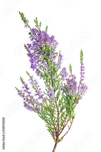 blossoming fine violet heather isolated lush branch