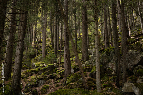 Wild wood in the mountains. Beautiful view inside of pine forest. Tree trunks, mossy rocks. Moss on stones. Schwarzwald, Germany. Black Forest. © MindestensM