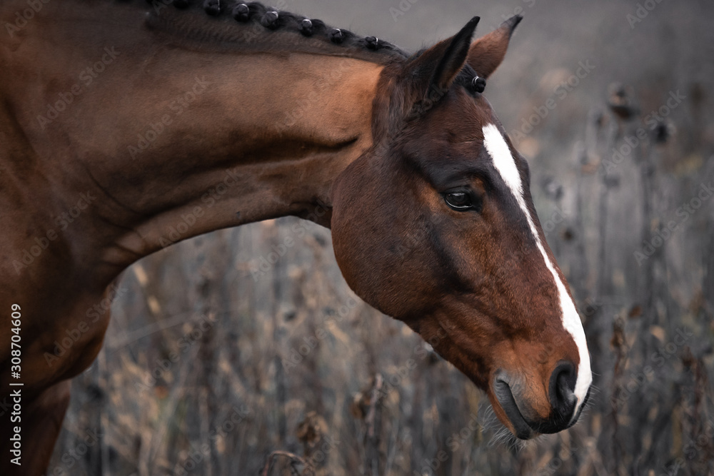 Obraz premium Portrait braune Pferd