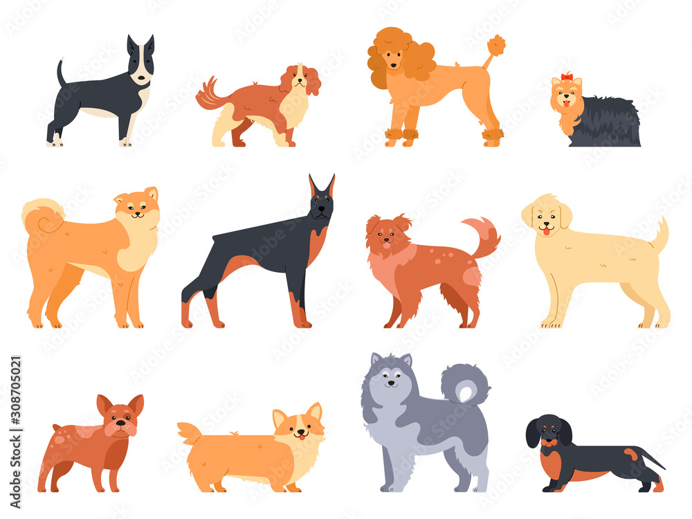 Breeds of dogs. Doberman dog, alaskan malamute, cute bulldog and akita. Group of purebred pedigree doggy character vector isolated illustration icons set. Flat style cartoon animals pack