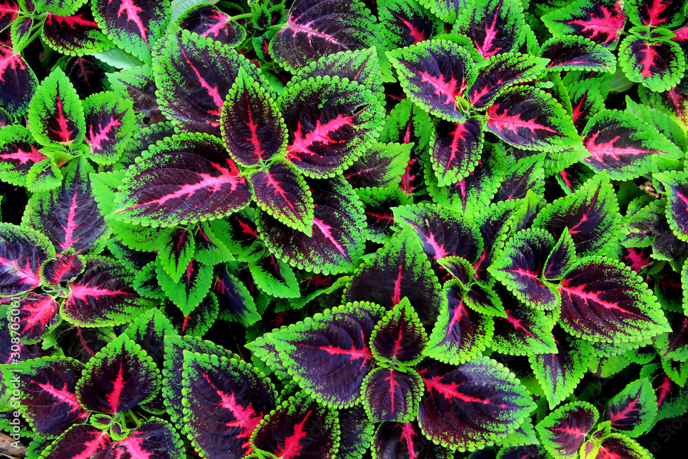 a collection of leaves with green and purple form a pattern a collection of leaves with green and purple form a pattern