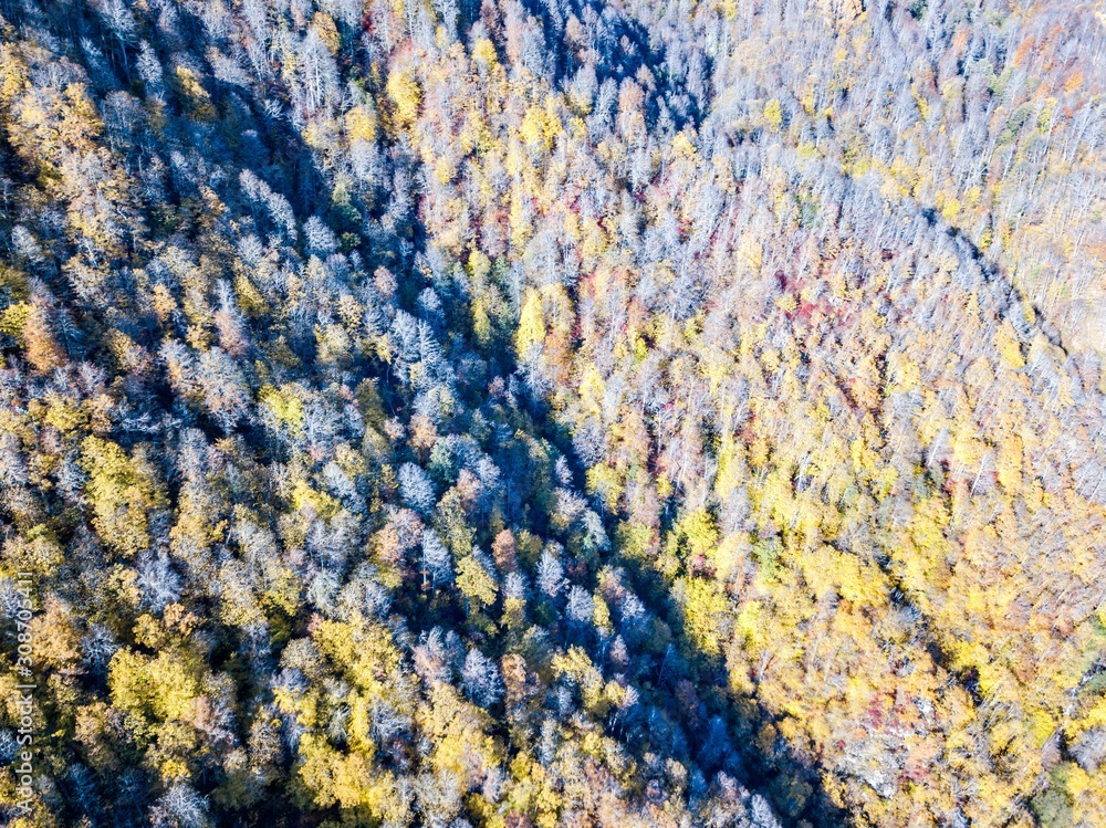 Aerial view of forest of the Caucasus mountains in autumn in Krasnaya Polyana, Russia.