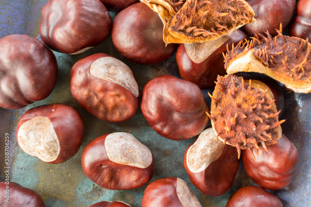 horse chestnuts on blue ceramic background horse chestnuts on blue ceramic background