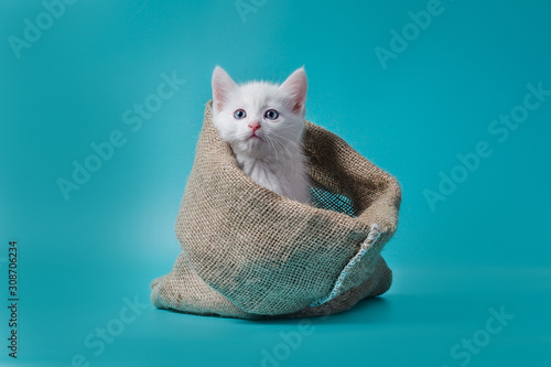 Vászonkép little white kitten in a sack turquoise background