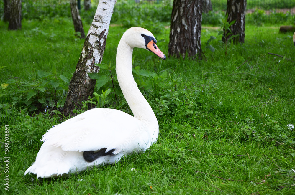 beautiful bird swan on the grass beautiful bird swan on the grass