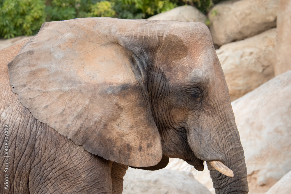 Fototapeta premium african elephant (Loxodonta africana)
