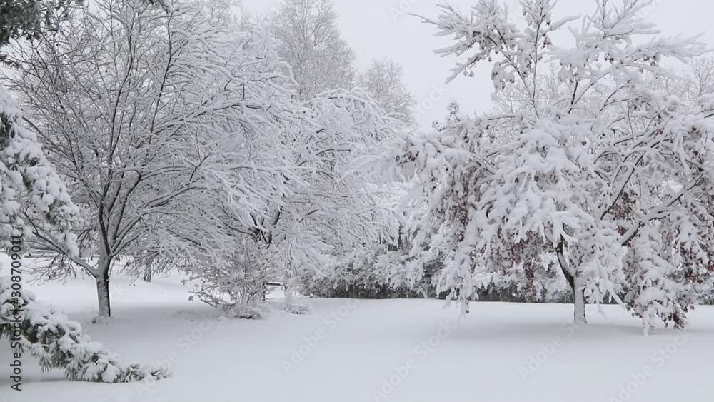 custom made wallpaper toronto digitalTrees covered in ice and snow during snowstorm with gentle breeze creates a peaceful calm setting