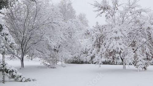 Wallpaper Mural Trees covered in ice and snow during snowstorm with gentle breeze creates a peaceful calm setting Torontodigital.ca