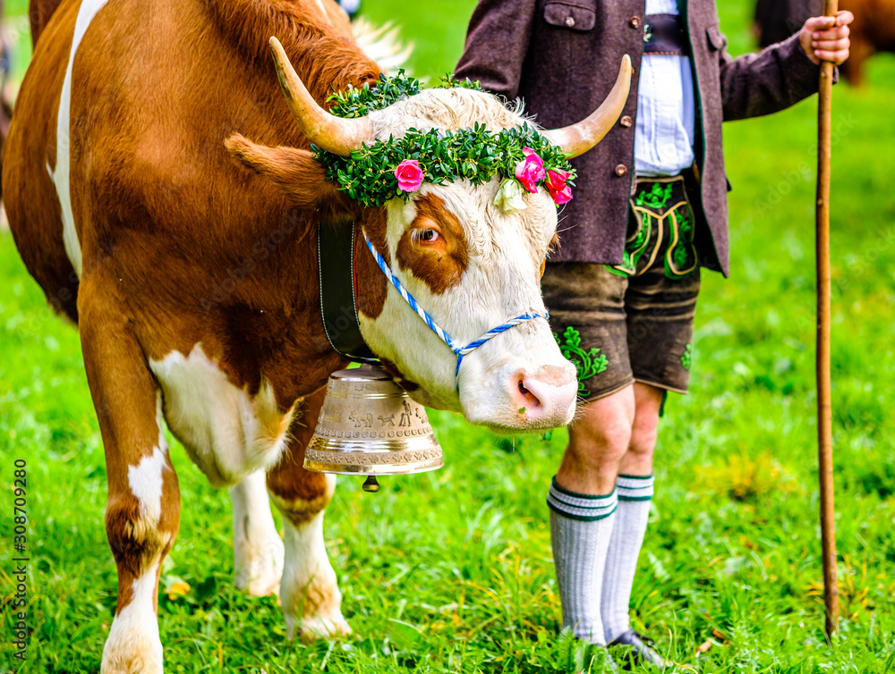 decorated cow for a festive alp returning - obrazy, fototapety, plakaty 