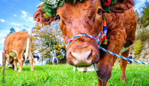 Fotografie decorated cow for a festive alp returning
