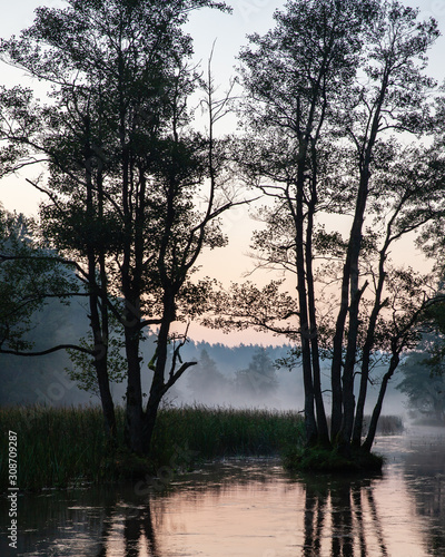 Two groups of broadleaved trees growing in the middle of Czarna Hancza River. Reeds, forest and some haze in background. Poland, Europe.