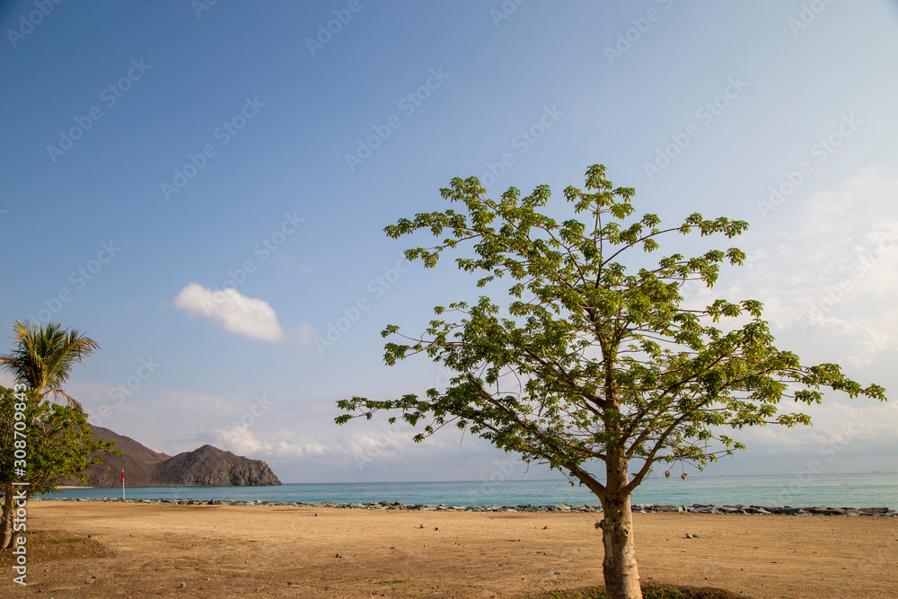 deciduous tree by the ocean