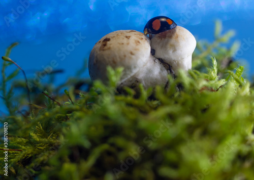 macro photo of a ladybug hides under a mushroom