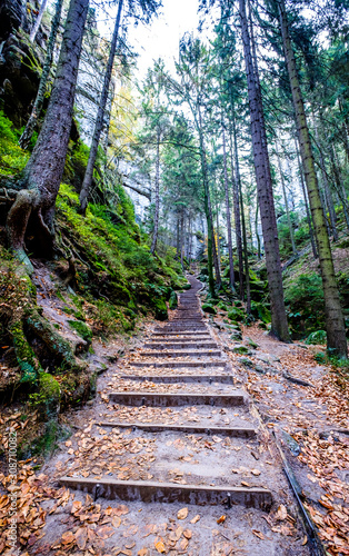old steps at a forest