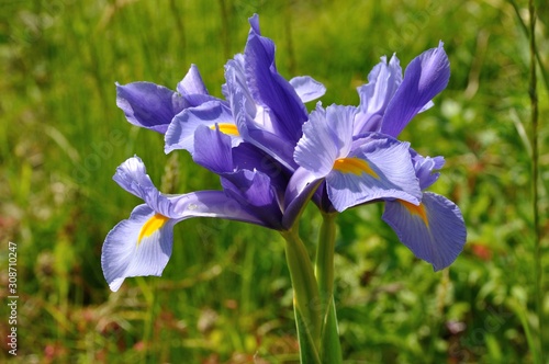 leaf iris in sword