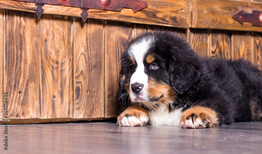 puppy resting on a bedspread of the Bernese mountain dog breed