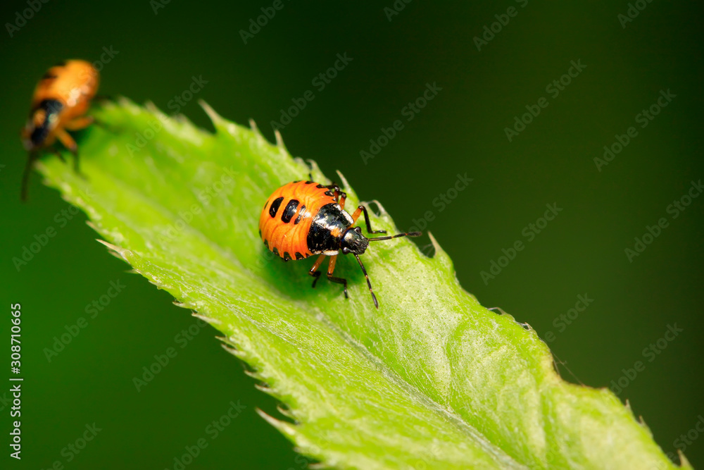 Fototapeta premium stinkbug on plant