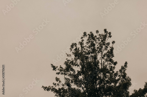 abstract silhouette of a tree