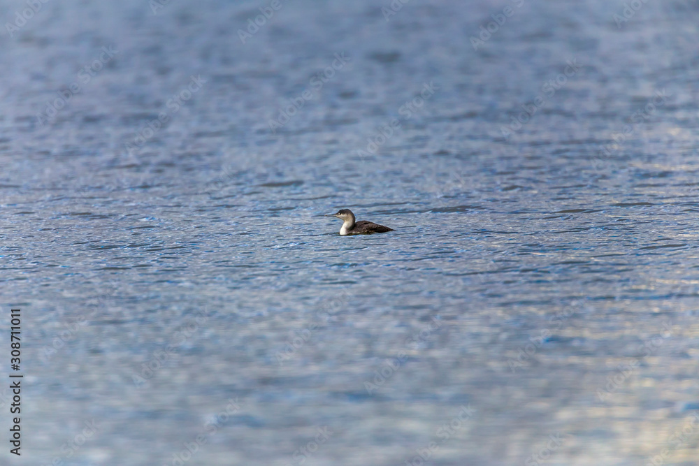 Red-throated loon (Gavia stellata)
