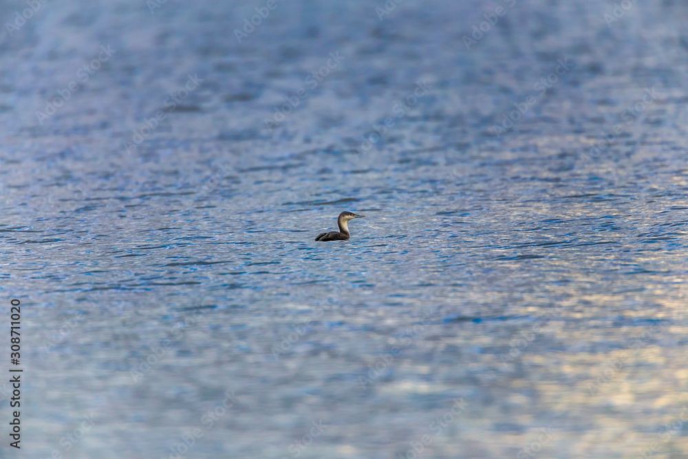 Red-throated loon (Gavia stellata)