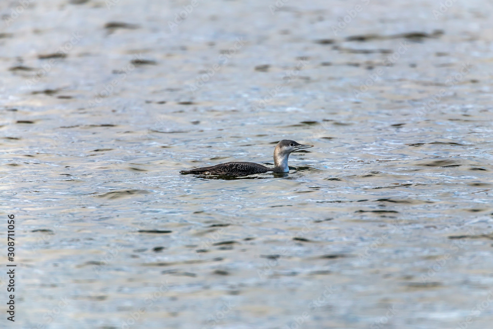 Red-throated loon (Gavia stellata)