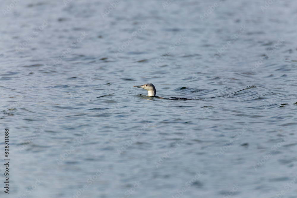 Red-throated loon (Gavia stellata)