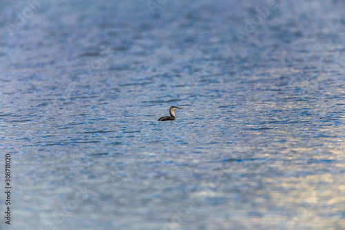 Obraz na płótnie Red-throated loon (Gavia stellata) w salonie