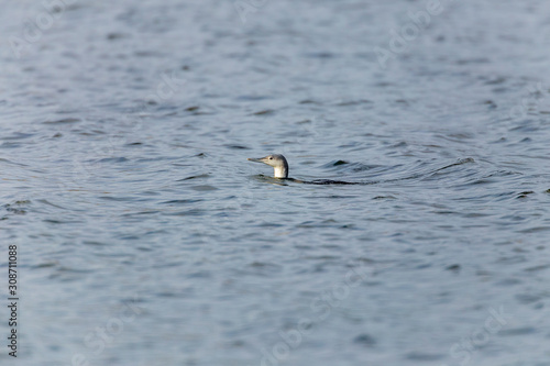 Obraz na płótnie Red-throated loon (Gavia stellata) w salonie