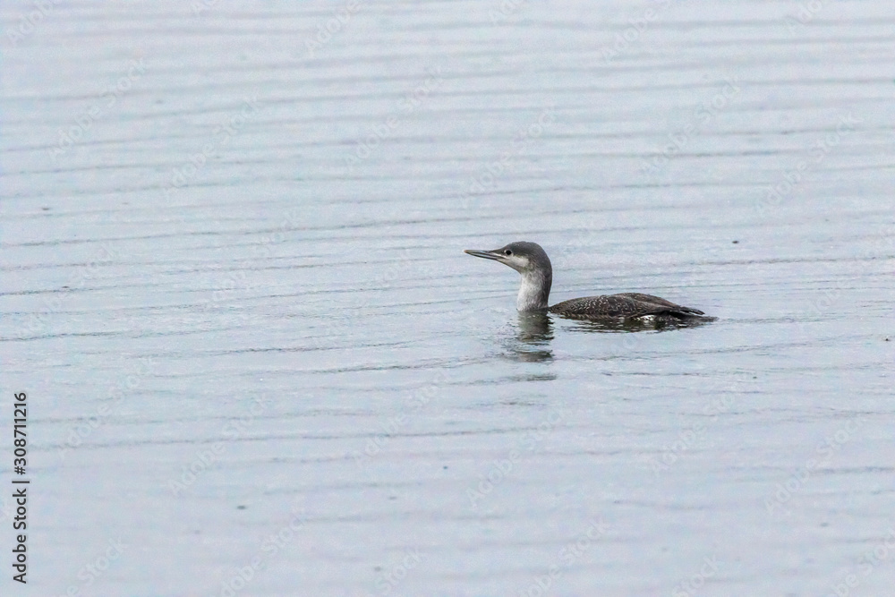 Red-throated loon (Gavia stellata)