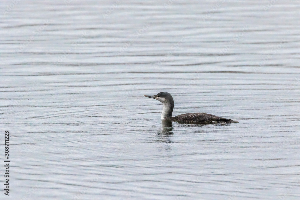 Red-throated loon (Gavia stellata) Red-throated loon (Gavia stellata)